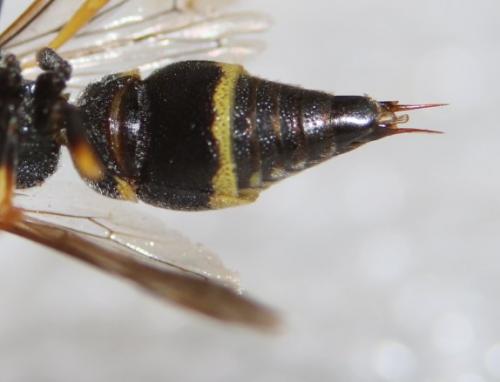 Stenodynerus fastidiosissimus fastidiosissimus